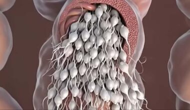 Shocking simulation shows what really happens to sperm inside body if not ejaculated