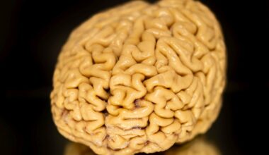 Superagers' 'Secret Ingredient' May Be The Growth of New Brain Cells : ScienceAlert