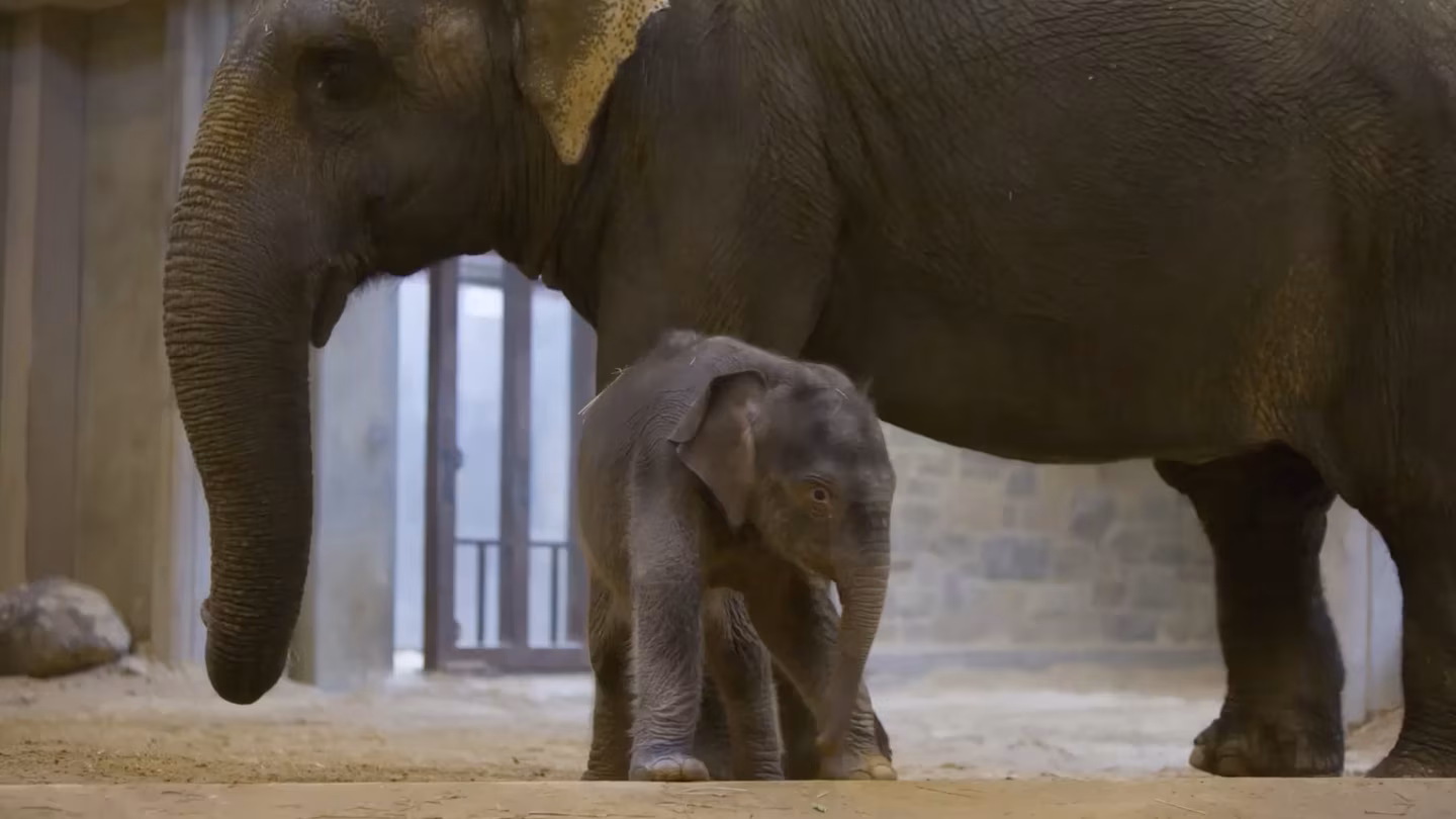 After a brief scare, National Zoo’s rare baby elephant to make her debut - The Washington Post