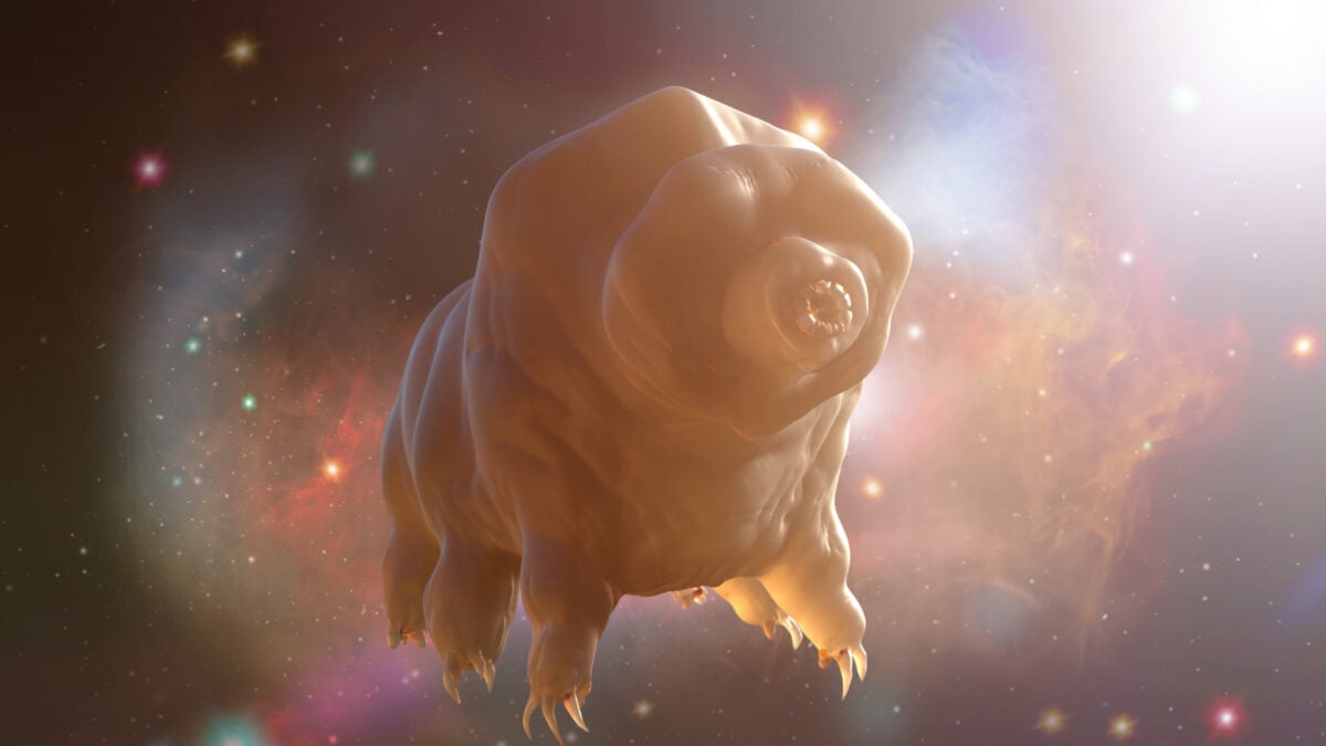 Scientists Finally Found Something Tardigrades Can’t Survive