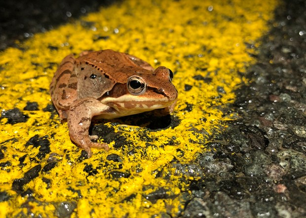 A wood frog crossing a street (Photo/Credit Paul Benjunas, CT DEEP outreach wildlife biologist)