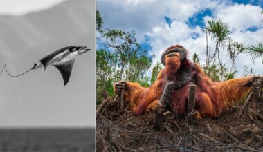 On the left, a black-and-white photo of a ray leaping above the ocean. On the right, a colorful image of an orangutan sitting on tree roots in a lush, green forest, looking up at the sky.