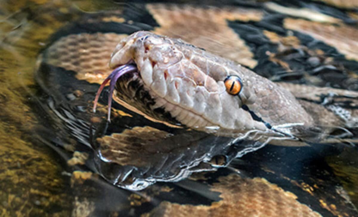 This General Example Of A Reticulated Python Shows How They Are Naturally At Home In Semi Aquatic Habitats (1)