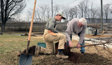 TreesLouisville staffers Matt Thomas (left) and Mike Hayman plant an oak tree in Louisville, Ky., as part of an assisted tree migration effort. Credit: James Bruggers/Inside Climate News