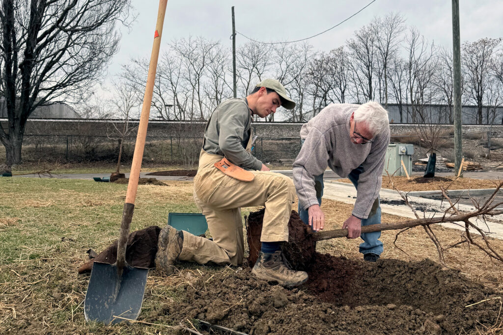 TreesLouisville staffers Matt Thomas (left) and Mike Hayman plant an oak tree in Louisville, Ky., as part of an assisted tree migration effort. Credit: James Bruggers/Inside Climate News