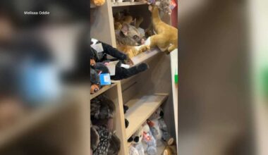 Possum found hiding in plush toys at Australian airport