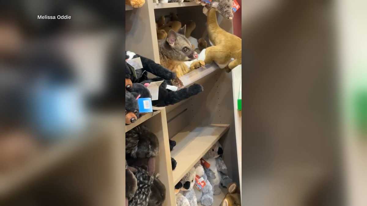 Possum found hiding in plush toys at Australian airport