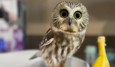 Adorable owl rescued in Massachusetts becomes internet sensation due to tiny size