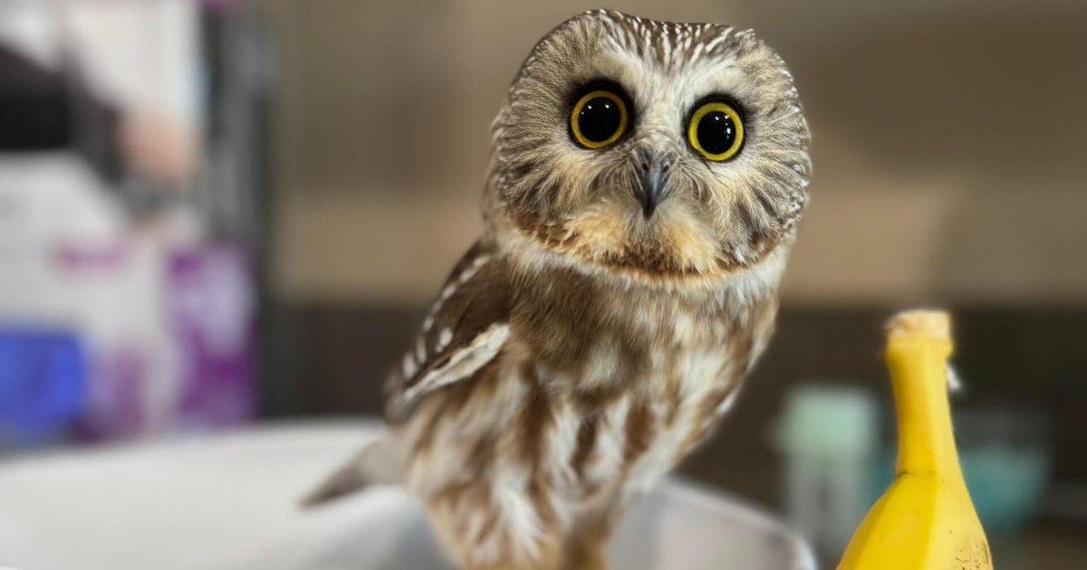 Adorable owl rescued in Massachusetts becomes internet sensation due to tiny size