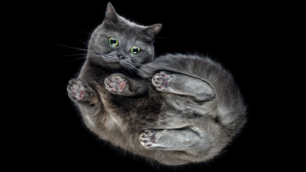 Scientists Discover a New Twist in Why Falling Cats Land on Their Feet : ScienceAlert