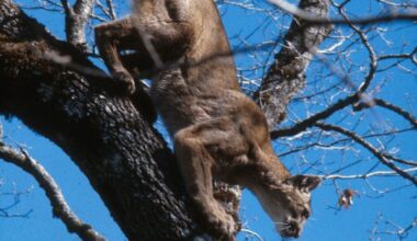 Mountain lions at Lake Tahoe - caught on cameras but numbers very low