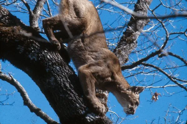 Mountain lions at Lake Tahoe: Caught on cameras but low in numbers