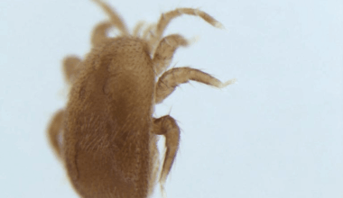 New Research Links Honey Bee Swarms to the Spread of an Invasive Mite