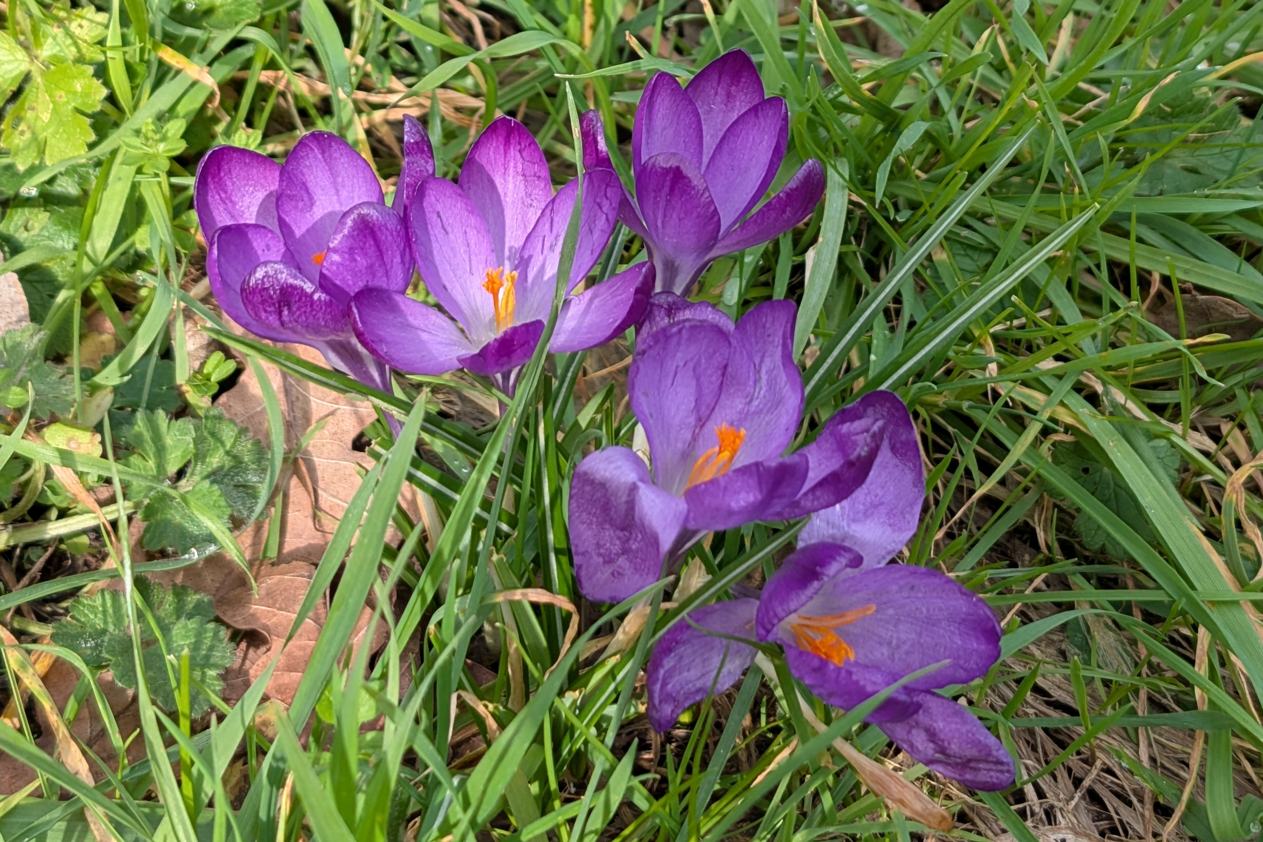 Leica Leitzphone vs Google Pixel 10 Pro XL comparison