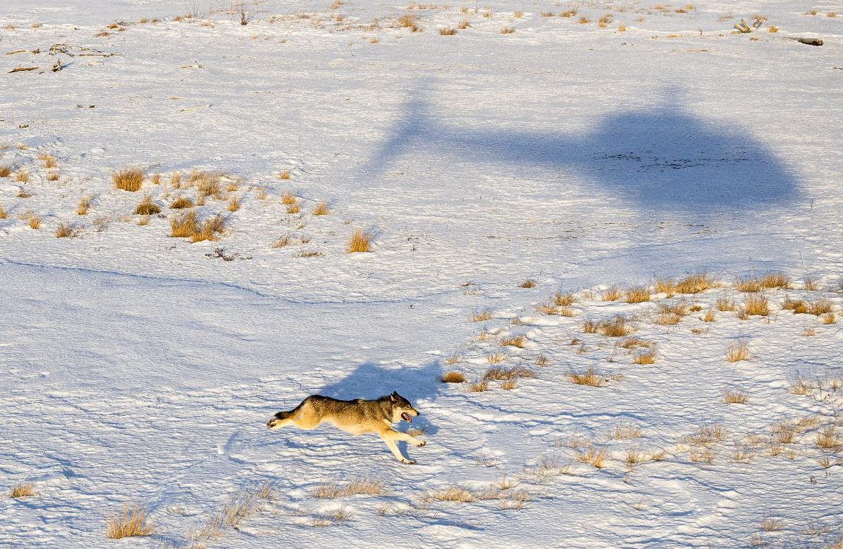 A wolf with a light colored coat runs in a snowy field. There is a shadow of a helicopter on the ground above it
