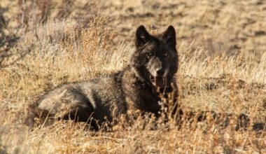 grey wolf laying down in dry field of grass