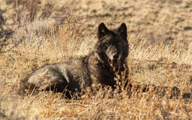 grey wolf laying down in dry field of grass