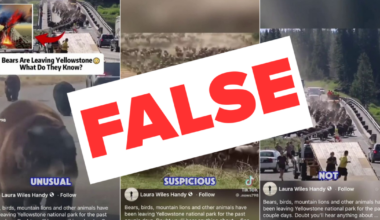 No, animals are not fleeing Yellowstone National Park