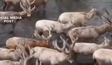 Are animals fleeing Yellowstone before an eruption?