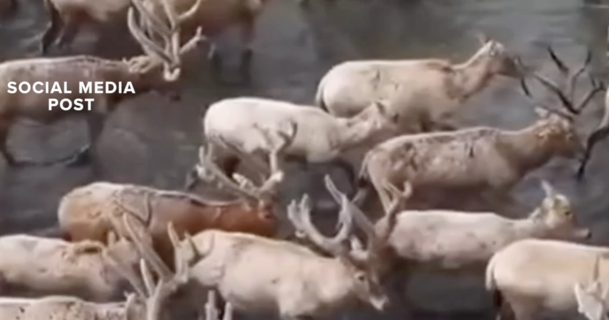 Are animals fleeing Yellowstone before an eruption?