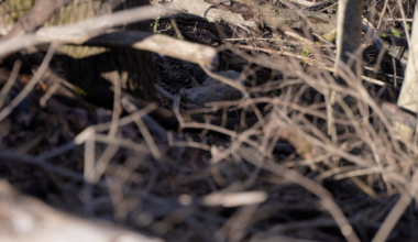 Dead coyotes found in Miami Township spark concerns from residents nearby