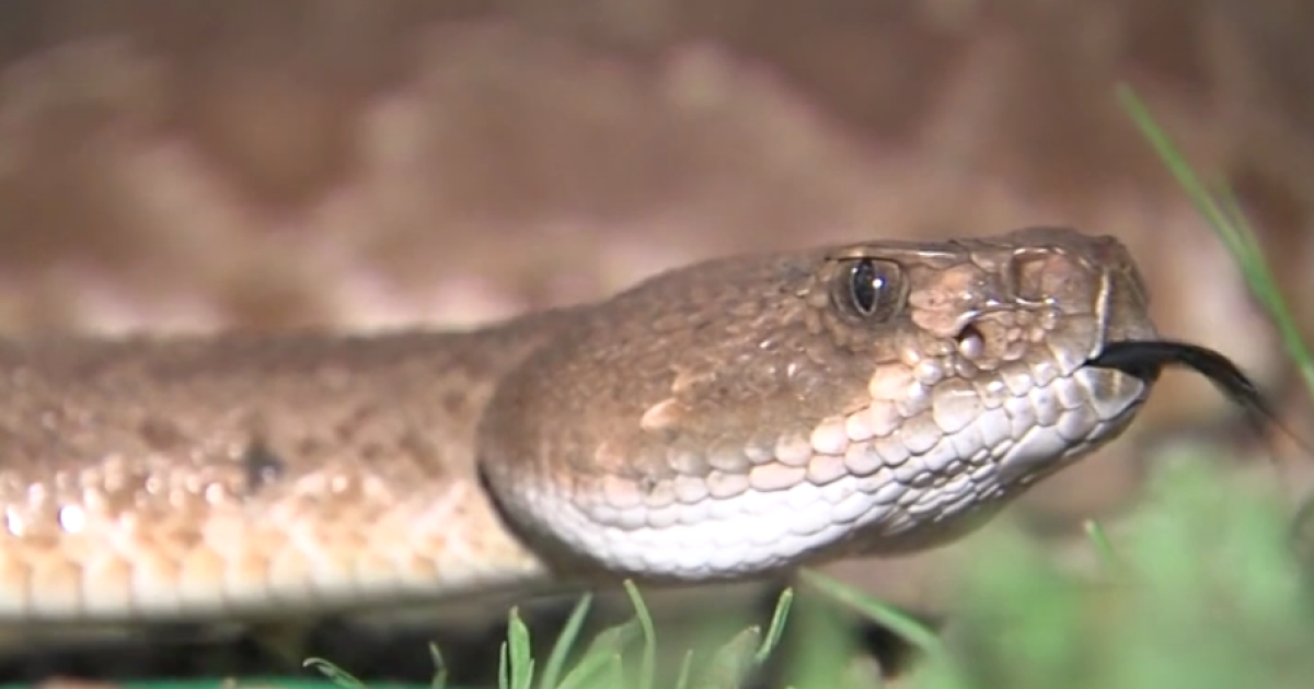 Rattlesnake sightings double at Mission Trails as heat builds across county