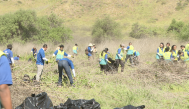 Volunteers remove invasive species at Los Peñasquitos Canyon