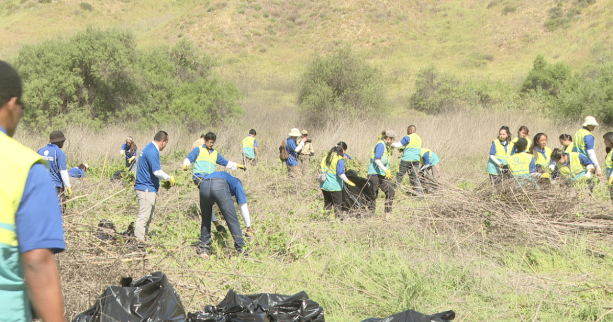 Volunteers remove invasive species at Los Peñasquitos Canyon