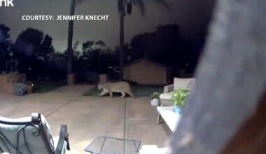 Mountain lion kills beloved emu at San Luis Obispo property