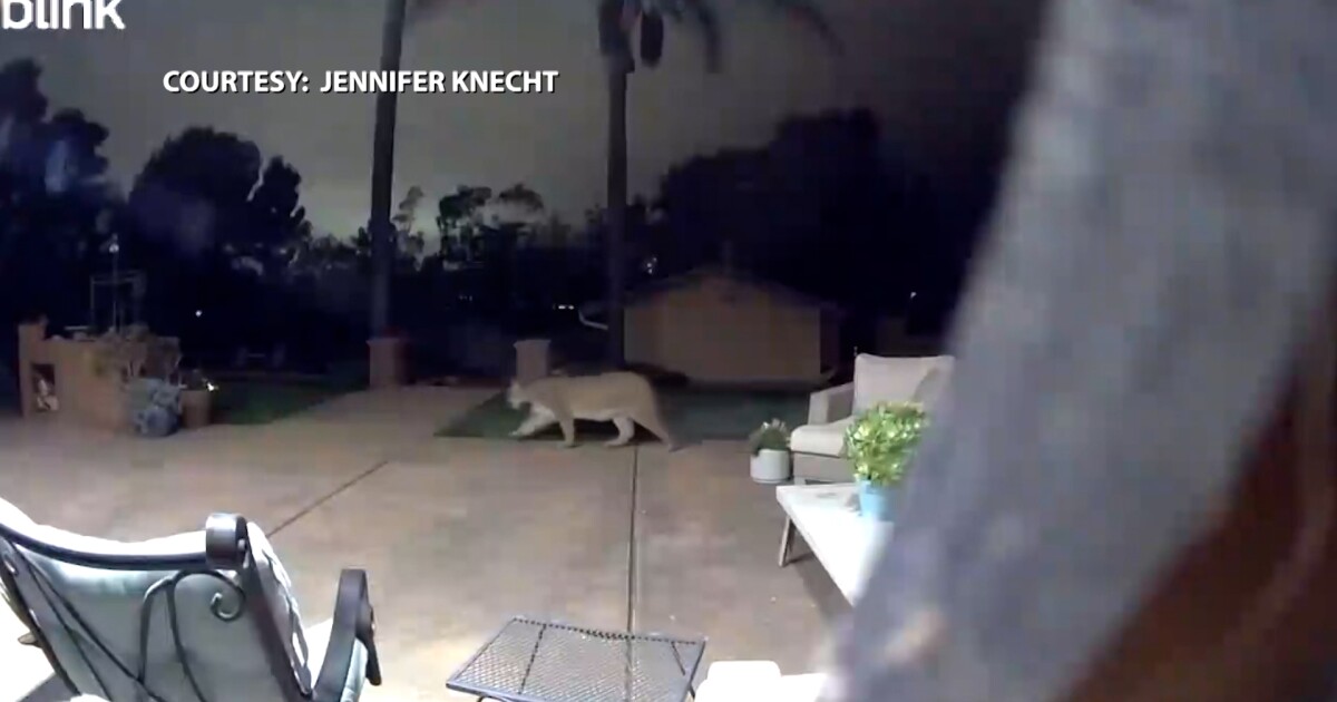 Mountain lion kills beloved emu at San Luis Obispo property