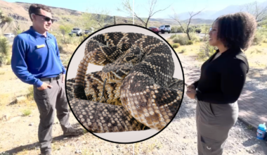 Experts share tips as rattlesnake sightings are surging across the southwest