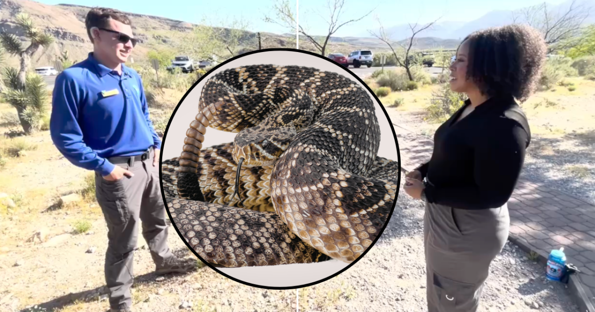Experts share tips as rattlesnake sightings are surging across the southwest