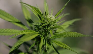 Little research to support cannabis for mental health conditions : NPR