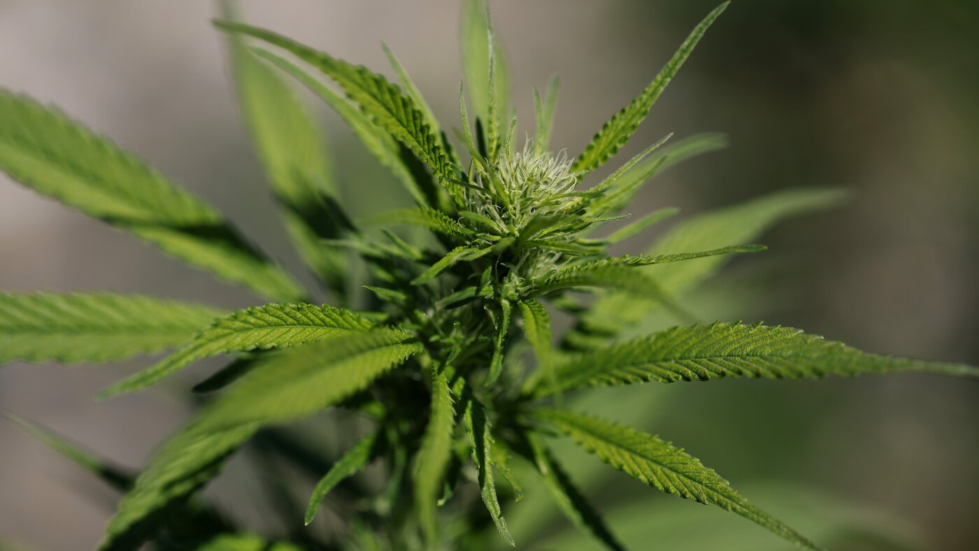 Little research to support cannabis for mental health conditions : NPR