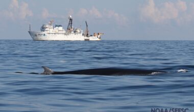 U.S. could exempt oil industry from protecting Gulf animals, for ‘national security’ : NPR