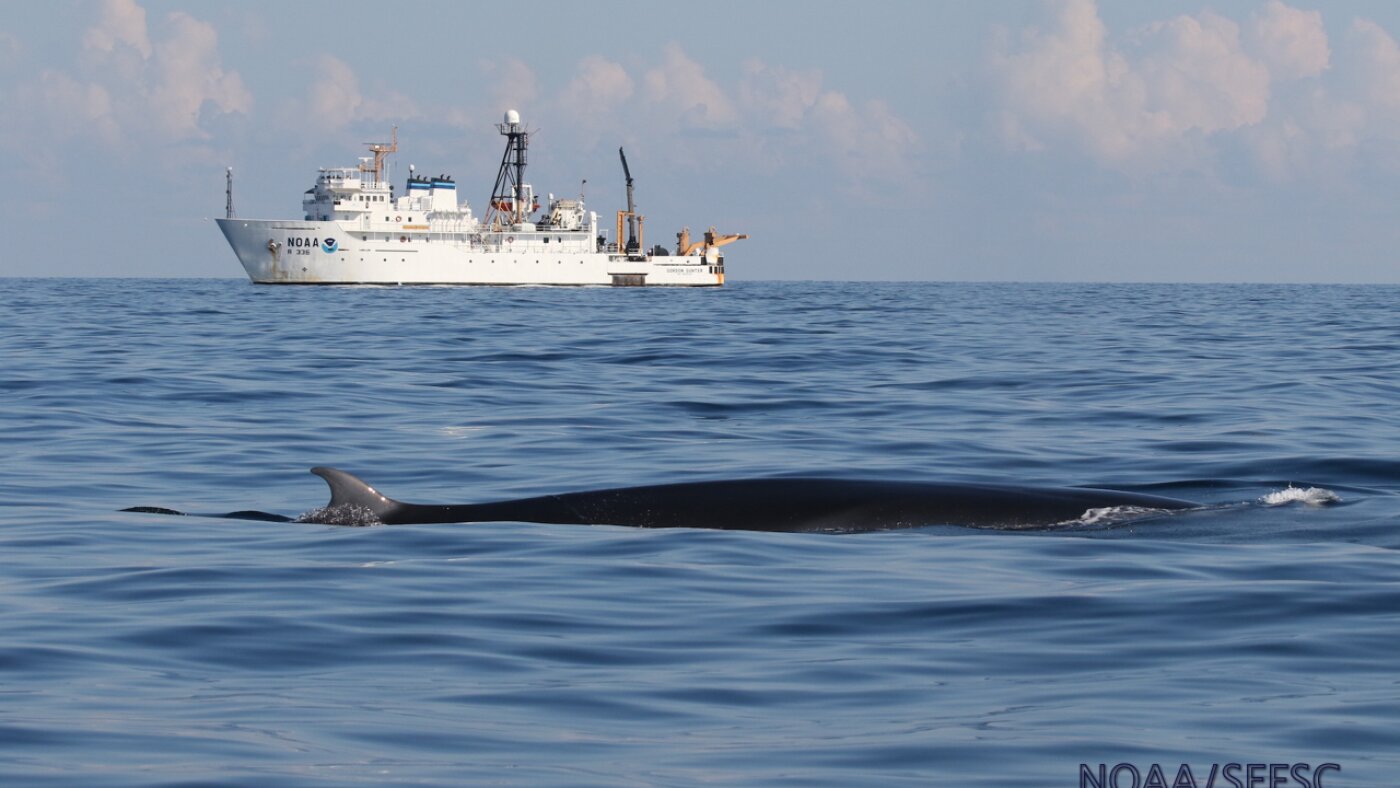 U.S. could exempt oil industry from protecting Gulf animals, for ‘national security’ : NPR