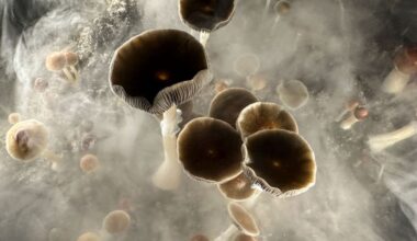 Psilocybin may help people quit smoking, new research finds : NPR