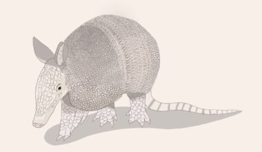 If they're not in your backyard now, they may be soon: Armadillos have moved into the Triangle