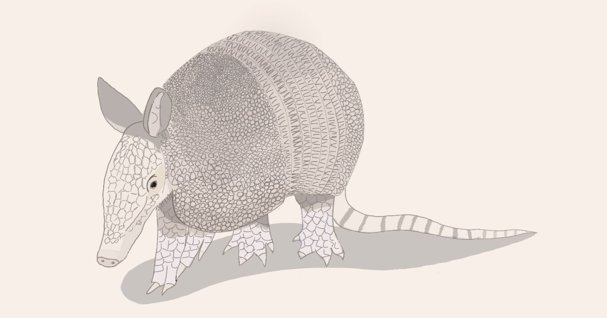 If they're not in your backyard now, they may be soon: Armadillos have moved into the Triangle