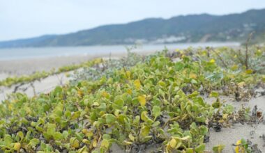 Santa Monica's sand dunes are mounting a low-tech resistance to rising sea levels