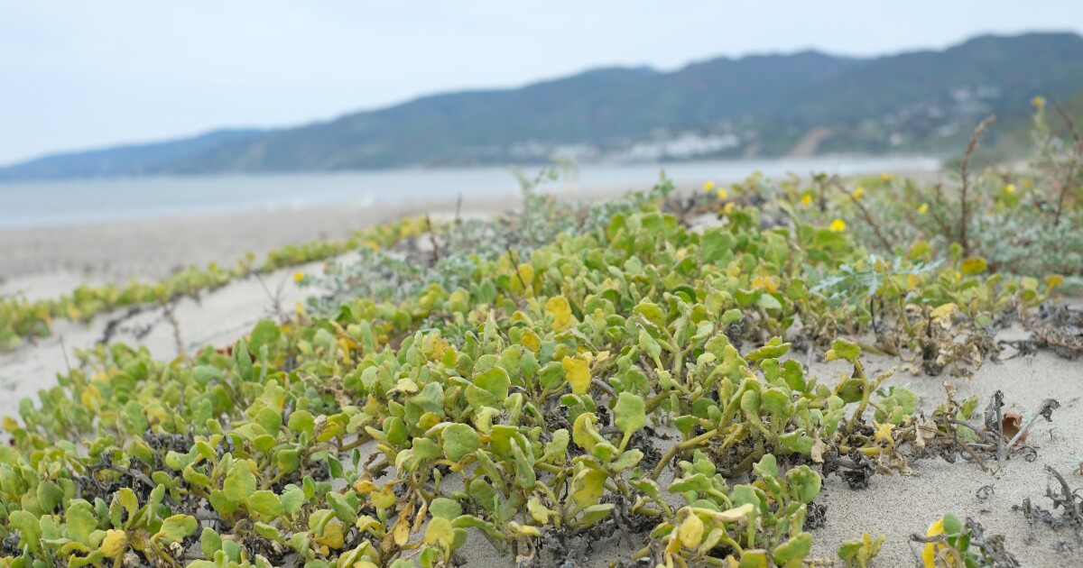 Santa Monica's sand dunes are mounting a low-tech resistance to rising sea levels