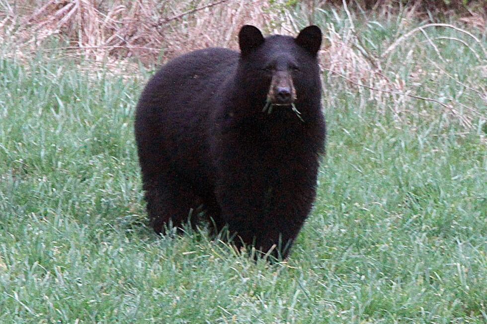 Backyard care is key to Vermonters coexistence with black bears