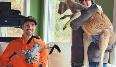 High-jumping kangaroo escapes petting zoo and roams free for three days