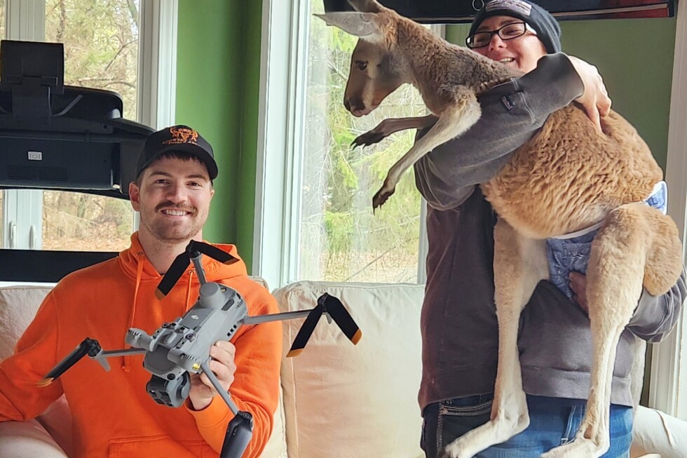 High-jumping kangaroo escapes petting zoo and roams free for three days