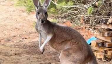 Chesney the kangaroo scales tall fence and flees petting zoo in Wisconsin for three days - AP News