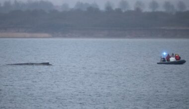 Whale stuck in the Baltic swims free again