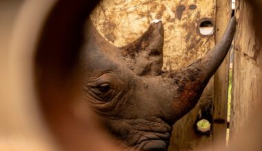 Rhinos return to Uganda's Kidepo Valley National Park