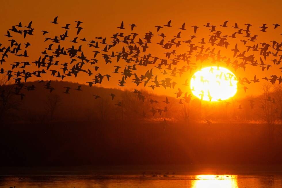 Photos of dramatic dawn flight of migrating snow geese
