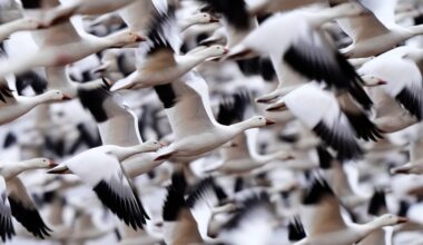 At Middle Creek, timing and distance shape a photo of migrating geese