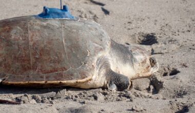 Amelie the 3-limbed sea turtle returns to the Atlantic Ocean with new tracking tag